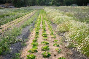 A field of strawberries mulched with straw
