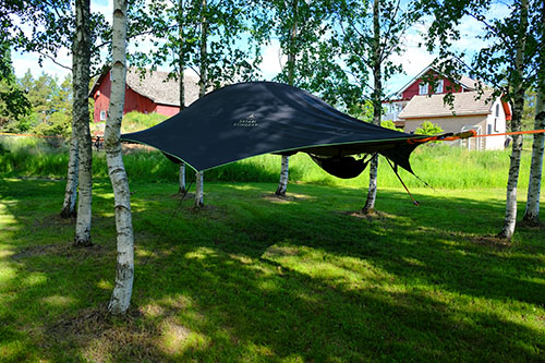 Tensile on a birch forest with the farm buildings in the background